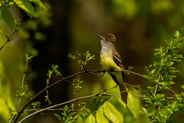 Wall Mural - Great crested flycatcher on the state park