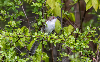 Wall Mural - The black-billed cuckoo is hiding in  branches