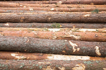 Warehouse with the production of woodworking sawmills, logs, boards and lumber