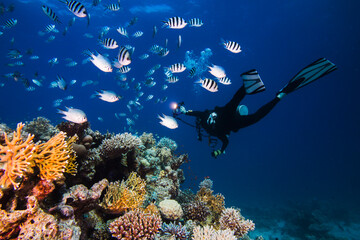 Wall Mural - Diver swimming next to the reef with his torch shining looking at the Scissortail sergent (Abudefduf sexfasciatus) fish