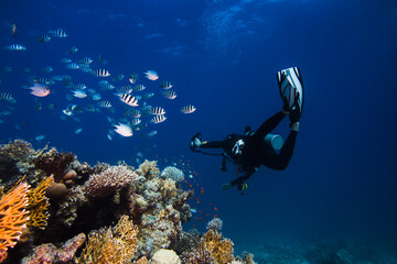 Wall Mural - Diver swimming next to the reef with his torch shining looking at the Scissortail sergent (Abudefduf sexfasciatus) fish