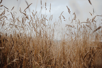 Naklejka na meble Texture of wild grass against the sky