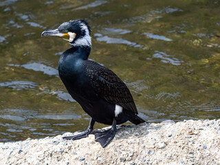 Wall Mural - Japanese Cormorant resting on river cement slab 4