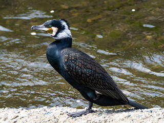 Wall Mural - Japanese Cormorant resting on river cement slab 8