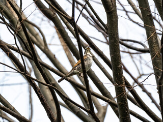 Wall Mural - Japanese dusky thrush perched in a tree 1