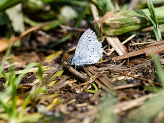 Poster - Holly Blue butterfly resting on forest floor 2