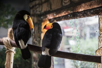 Poster - Selective focus shot of cute toucan birds sitting in a stick