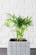 © LunaLu - Potted plant Chamaedorea elegans near white brick wall.