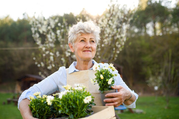 Wall Mural - Senior woman gardening in summer, holding flowering plants.