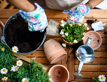 Top View Of Woman Gardening On Balcony In Summer, Planting Flowering Plants.