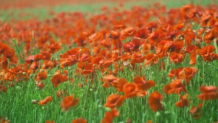 Wall Mural - Blooming red poppies in a summer meadow swing