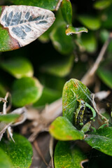 Canvas Print - Green leaves of boxwood and caterpillar.