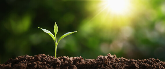 small tree growing on soil in garden with sunshine. eco