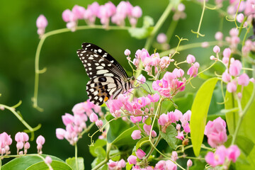 Wall Mural - butterfly with flower and sunshine