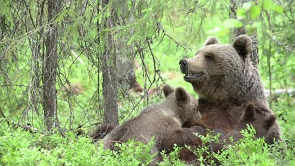 Wall Mural - Bear mother nursing her cubs in a dense forest in Suomussalmi, Finland