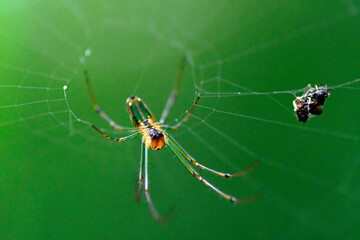 spider on a web