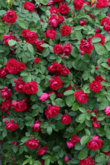 Blossoming bush of red park roses in summer decorative garden in Suzdal town, Russia. Seasonal flowers. Red flowers of park roses. Wallpaper with red park roses. Summer nature. Flowers postcard. Photo