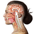 © pixdesign123 - 3d rendered, medically accurate illustration of Cross section of female head