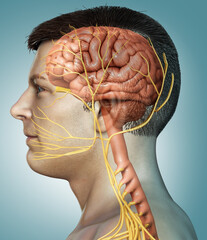 Wall Mural - 3d rendered medically accurate illustration of a male brain anatomy