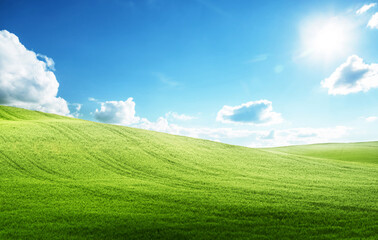 Wall Mural - field of grass and perfect blue sky