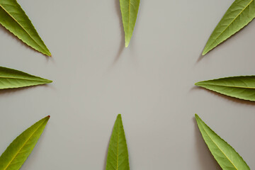 Wall Mural - Forest treeline made of green leaves for background. Minimal nature concept flat lay