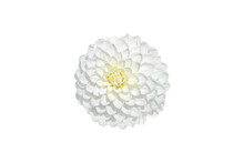 White Dahlia Flower On White Background
