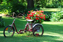A Beautiful Old Display Flower Planter Three Wheels Bicycle Bike In A Bright Grass Yard