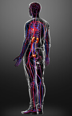 3d rendered, medically accurate illustration of the kidneys and circulatory system