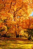 Fototapeta Krajobraz - Autumn. Fall scene. Countryside landscape with red and yellow maple leaves, trees and meadow. .