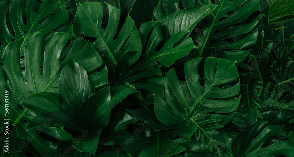 Creative tropical green leaves layout. Nature spring concept. Flat lay. - obrazy, fototapety, plakaty 