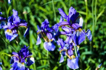 Violet and blue iris flowers closeup on green garden background. Sunny day. Lot of irises. Large cultivated flowerd of bearded iris (Iris germanica). Blue and violet iris flowers are growing in garden