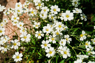 Wall Mural - Pretty small white flowers. White flower snow in summer trailing Cerastium tomentosum Alpine perennial mouse ears. Blooming. Snow in summer cerastium tomentosum, white flower with light green leave.