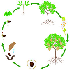 Wall Mural - Life cycle of a longan plant on a white background.