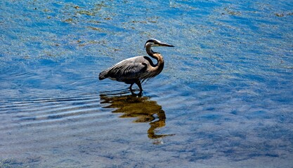 Sticker - Great Blue Heron Wading in Shallow Water