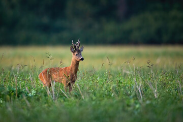 Wall Mural - roe deer, capreolus capreolus, buck looking aside on a stubble field with green grass on summer even