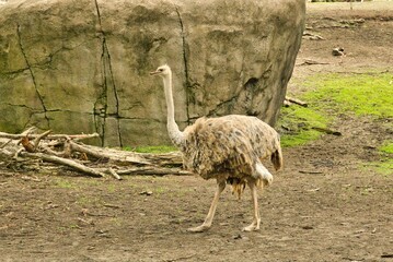 Wall Mural - Closeup shot of an ostrich walking in a zoo during daylight