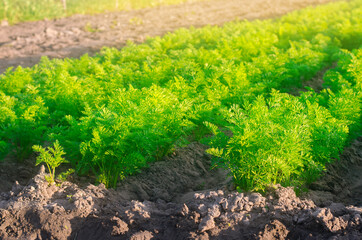 Wall Mural - Plantations of young carrots grow in the field on a sunny day. Vegetable rows. Growing vegetables. Farm. Crops Fresh Green Plant. Agriculture, farming. Carrot. Close-up. Selective focus