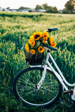 sunflower bike
