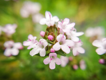 Pink Flowers In Spring. Thyme Flower. Macro Photography Of Nature