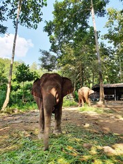 Sticker - Vertical shot of cute brown elephants walking in the reserve