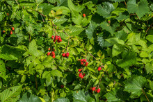 Wild Blackberries On A Bush