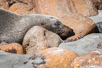 Wall Mural - sea lion