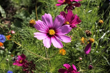 cosmos rose