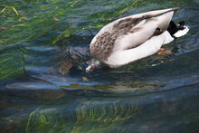 Wild Mallard Duck With Head Under Water In Search Of Food