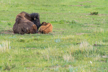 A Mother Plains Bison Laying Down Snuggling Her Baby Calf In A Pasture In Saskatchewan, Canada 