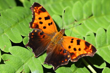 Wall Mural - American copper (Lycaena phlaeas) butterfly resting on a leaf 
