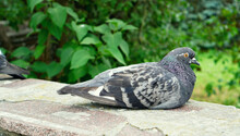 A Large Pigeon On A Background Of Greenery. Bird Sits On Concrete