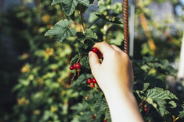 Poster - Soft focus of a person picking red berries from a plant