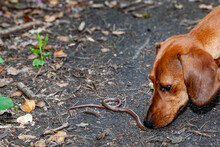 Close Up Of The Head Of A Dachshund Sniffing A Ground Worm On A Dirt Road In The Middle Of The Forest, Sunny Spring Day In South Limburg, Netherlands