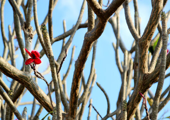 8 Red plumeria or frangipani flower on leafless tree branches